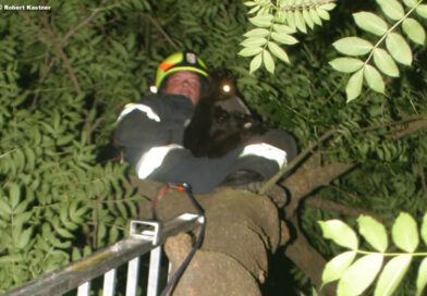 Katze am Baum / Foto: Kasi