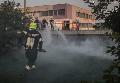 Wiesenbrand (Foto: Kolli)