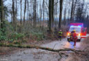 28.02.2020: Umgestürzter Baum in Forst