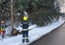 07.01.2021: Umgestürzten Baum im Bereich Forst entfernt